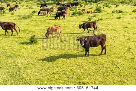 A Herd Of Cattle Heck, Grazing In A Clearing On A Spring Sunny Day In Western Germany.