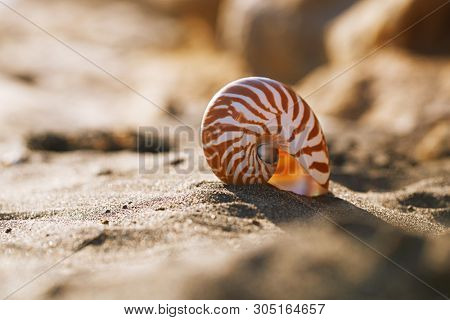 nautilus pompilius sea shell seashell on black sand beach, Isle of Wight