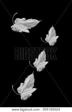 Tree Leaves In Black And White In Black Background