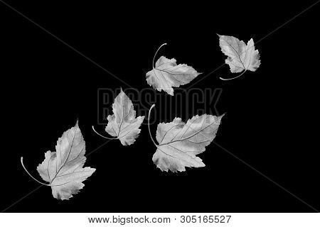Tree Leaves In Black And White In Black Background