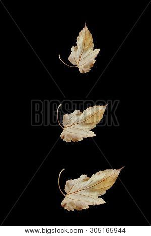 Yellow And Red Treeleaves In Black Background