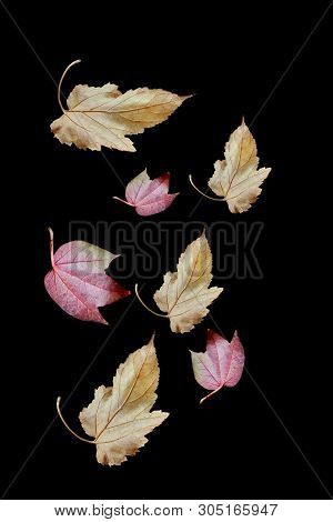 Yellow And Red Treeleaves In Black Background