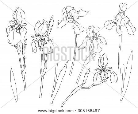 Set Irises Contour.for Greetings, Invitations, Weddings, Birthday