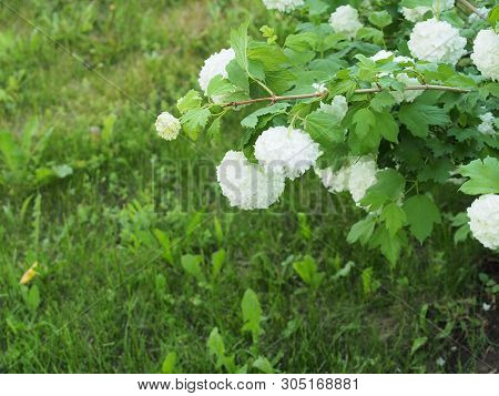 White Spherical Flower Buds Buldenezh. Floriculture.