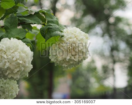 White Spherical Flower Buds Buldenezh. Floriculture.