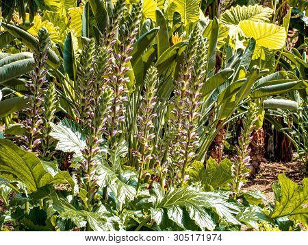 Botanical Garden With Wild Growing Bears Breeches