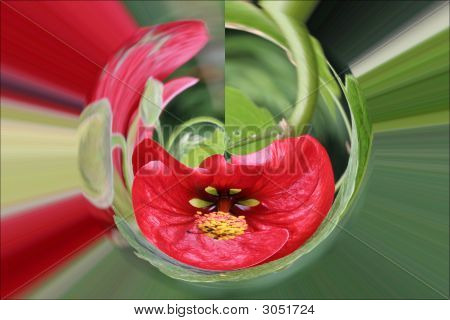 Abutilon