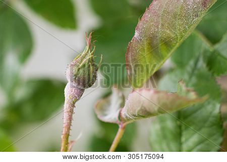 Detail Of Powdery Mildew, Plant Disease - Affected Rose Bud And Leaf