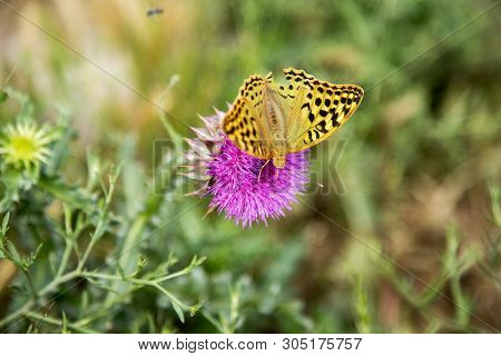 Beautiful Yellow Butterfly On A Thistle Flower On A Green Blurred Background. Macro. Sunny Summer Da