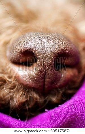 Beautiful Macro Dog Nose Background Lagotto Romagnolo Breed 50,6 Megapixels 6480 With 4320 Pixels