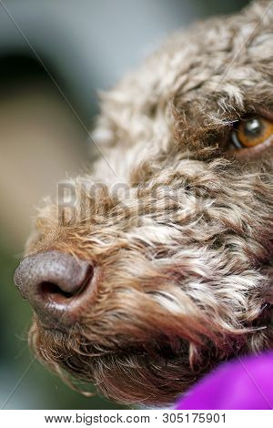 Sweet Dog Macro Portrait Background Lagotto Romagnolo Breed 50,6 Megapixels 6480 With 4320 Pixels