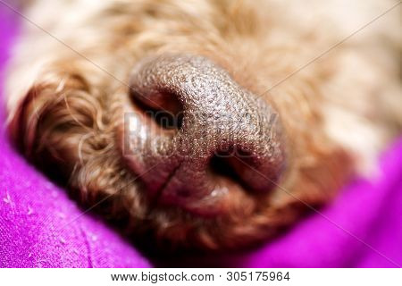 Beautiful Macro Dog Nose Background Lagotto Romagnolo Breed 50,6 Megapixels 6480 With 4320 Pixels