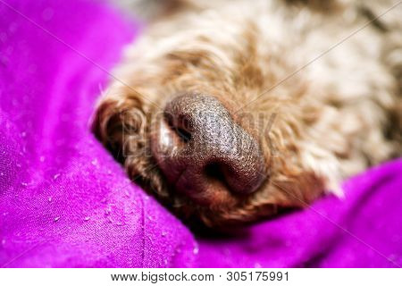 Beautiful Macro Dog Nose Background Lagotto Romagnolo Breed 50,6 Megapixels 6480 With 4320 Pixels