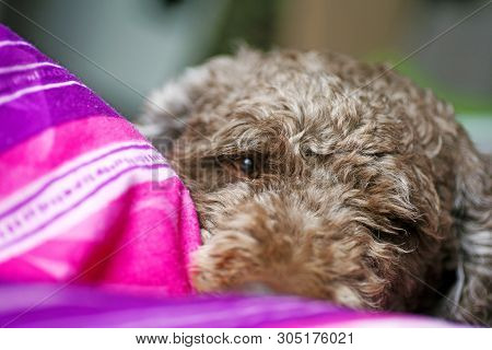 Sweet Dog Macro Portrait Background Lagotto Romagnolo Breed 50,6 Megapixels 6480 With 4320 Pixels