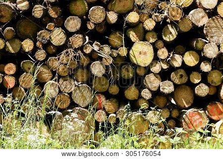 Cuted Trees On Wild Forest Background 50,6 Megapixels 6480 With 4320 Pixels