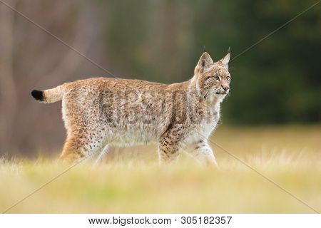 The Eurasian Lynx (lynx Lynx) A Young Lynx Junting On A Meadow. Autumn Action Scene With A Big Europ