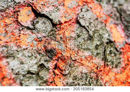 Trippy Tree Surface Abstract Macro Background 50,6 Megapixels 6480 With 4320 Pixels