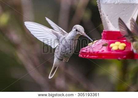 Rare White Leucistic Magnificent Hummingbird (eugenes Spectabilis) San Gerardo De Dota, Birds Of Cos