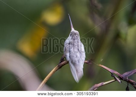 Rare White Leucistic Magnificent Hummingbird (eugenes Spectabilis) San Gerardo De Dota, Birds Of Cos