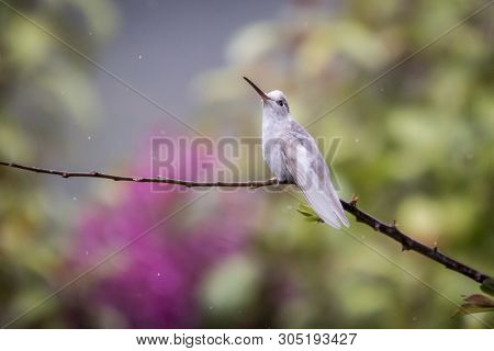 Rare White Leucistic Magnificent Hummingbird (eugenes Spectabilis) San Gerardo De Dota, Birds Of Cos