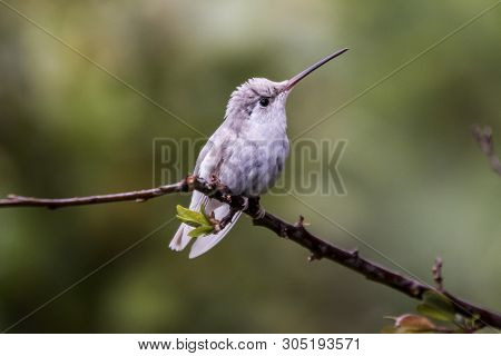 Rare White Leucistic Magnificent Hummingbird (eugenes Spectabilis) San Gerardo De Dota, Birds Of Cos