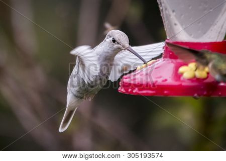 Rare White Leucistic Magnificent Hummingbird (eugenes Spectabilis) San Gerardo De Dota, Birds Of Cos