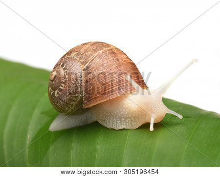 An albino garden snail, Cornu aspersum, on a banana leaf and white background, 
