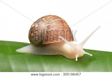 An albino garden snail, Cornu aspersum, on a banana leaf and white background, 