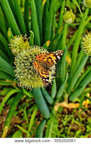 Motley Butterfly On Bulbous Plants.