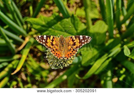 Motley Butterfly On Bulbous Plants.