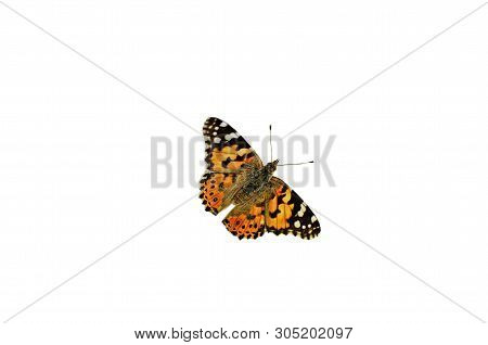 Motley Butterflies On Plants Collect Nectar. Vanessa Cardui The Migrating Look Arriving From Africa.