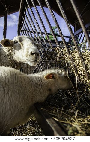 Sheep In Barnyard Farm Animals, Nature And Captivity, Explotacion