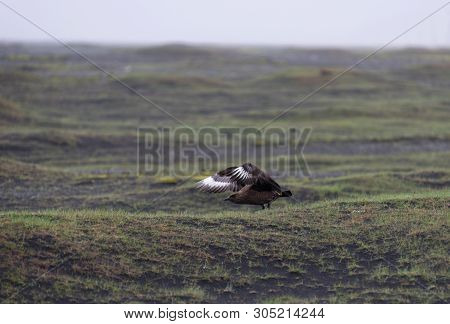 Flying Great Skua (stercorarius Skua) In Iceland