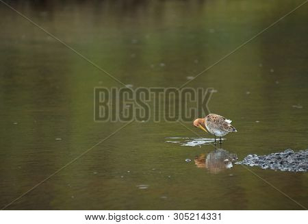 Black Tailed Godwit Bird In The Wild, Iceland