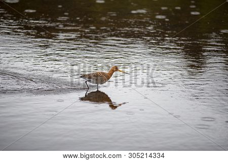Black Tailed Godwit Bird In The Wild, Iceland