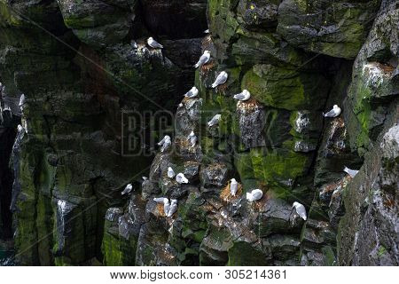 Seagulls Nesting On The Coastline Rocks Of Iceland