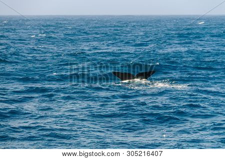 The Tail Fin Of A Diving Southern Right Whale - Eubalaena Australis- In The South Atlantic Ocean.