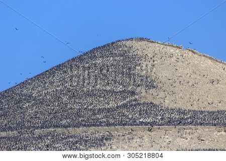 Tousands Of Birds At Islas Ballestas, Peru