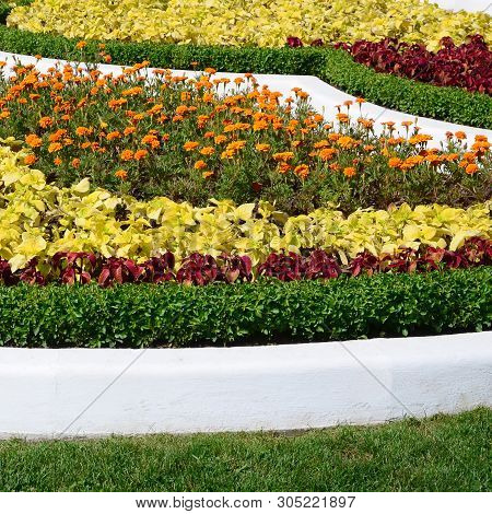 Coleus Flowerpot. Beautiful Perspective Of Natural Coleus Plant Leaves