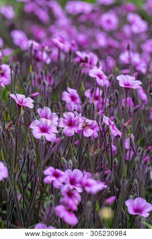 Matthiola Maderensis Is A Flowering Plant Species Of Stock In The Brassicaceae Family, Native And En