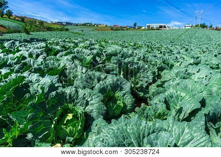 Rows Of Fresh Green Cabbage Farm At Phu Thap Buek,phetchabun Province Of Thailand.