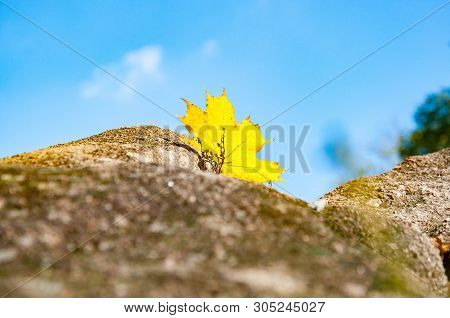 Shiny Yellow Maple Leaf On Clear Blue Sky Background. Transparent Leaf On Top Of Old Rock. Fall Seas
