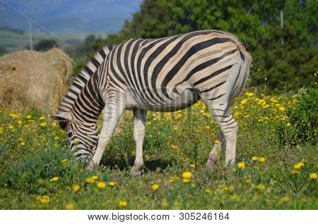 Grevy Zebra (equus Grevyi) In The Zoo
