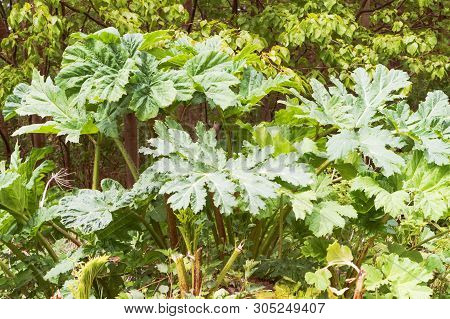 Cow Parsnip On The Side Of The Road, Thickets Of Cow Parsnip