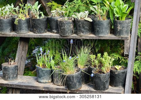 Shelves With Pots Of Flowers At A Street Flower Market. Small Business