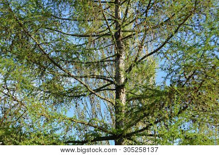 Green Branches Of The Tree Larch In Spring Sunny Day In Garden. Background