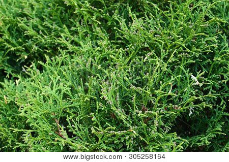 Cypress Tree Branch Is Evergreen Coniferous Tree. Macro Of Cypress Branch With Cones. Background. Cl