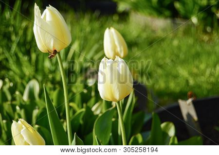 White Color Tulips With Bee In Garden In Springtime.