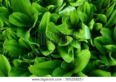 Green Large Leaves Background Top View. Close-up
