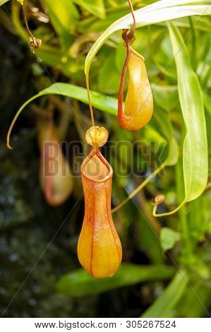 Predatory Carnivorous Plant Monkey Cups Nepenthes, A Beautiful Red Green Pitcher Jug Of Nepenthes Ag